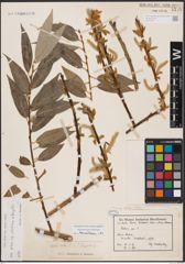 Foto von Salix alba subsp. vitellina (L.) Arcang. x Salix fragilis L.